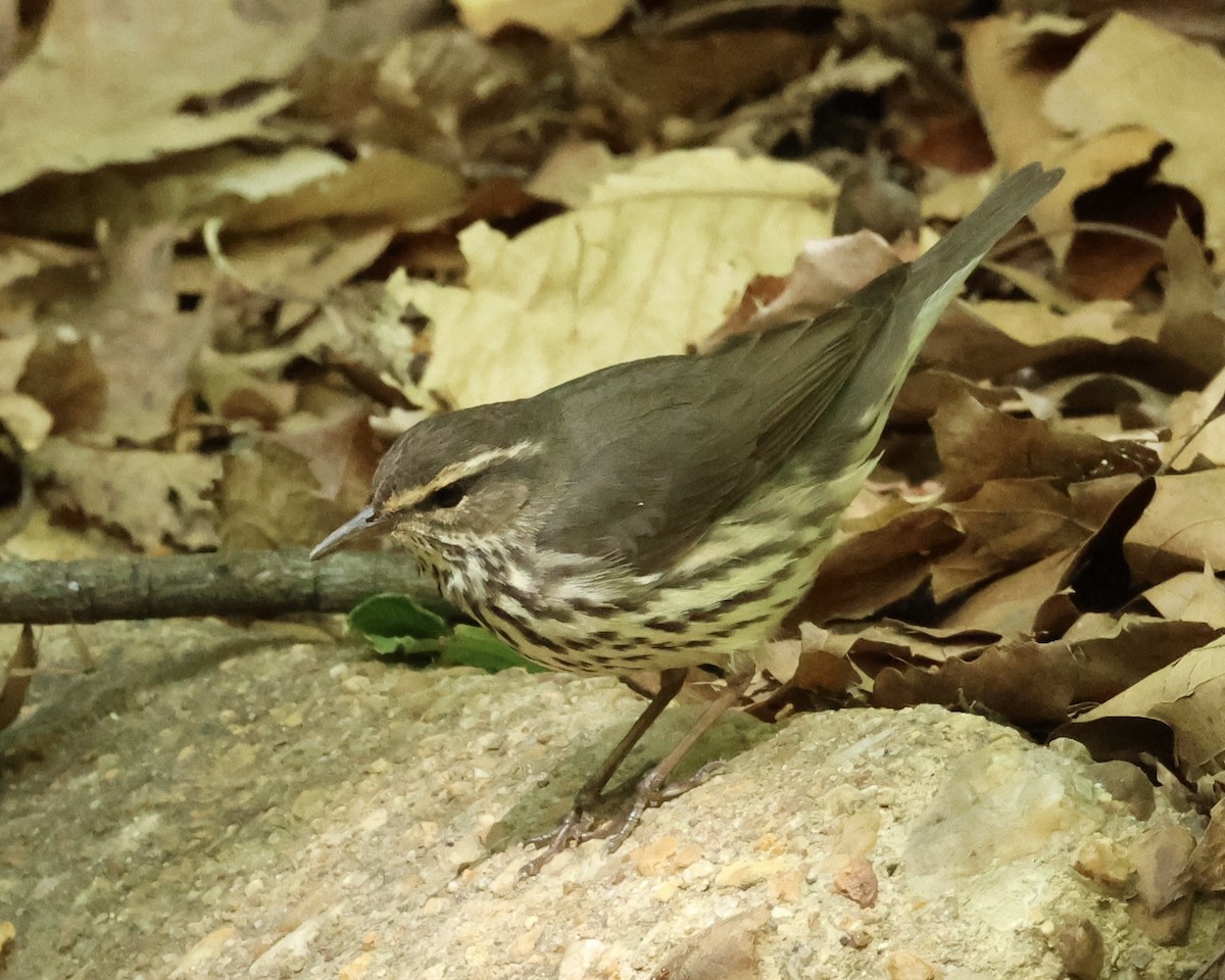 Northern Waterthrush - ML617972965