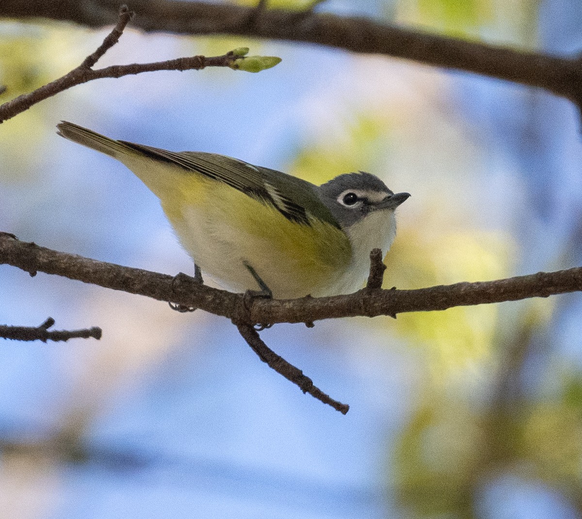 Blue-headed Vireo - ML617972977