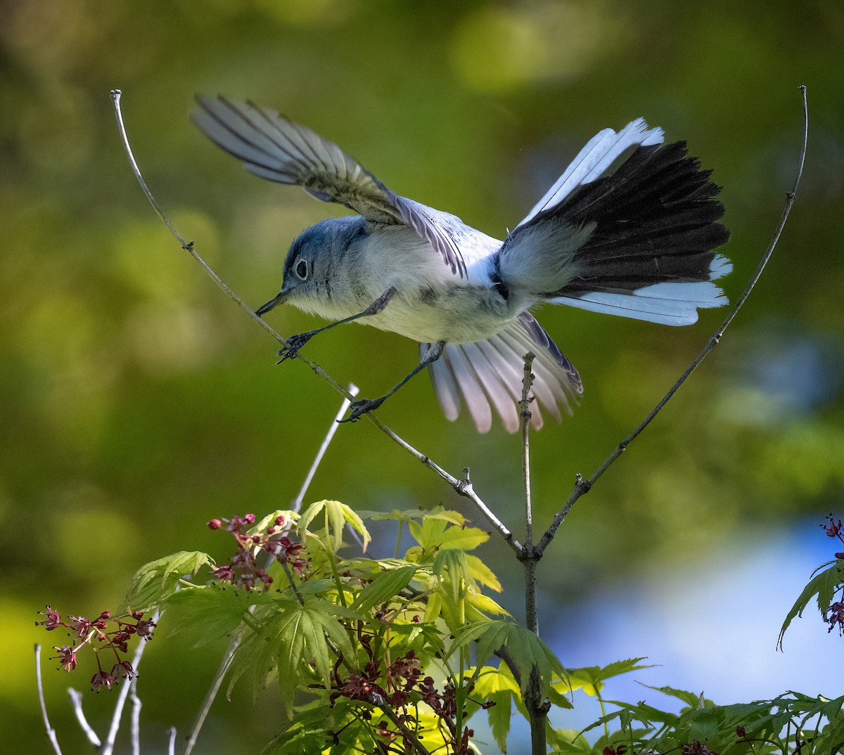 Blue-gray Gnatcatcher - Tom Warren