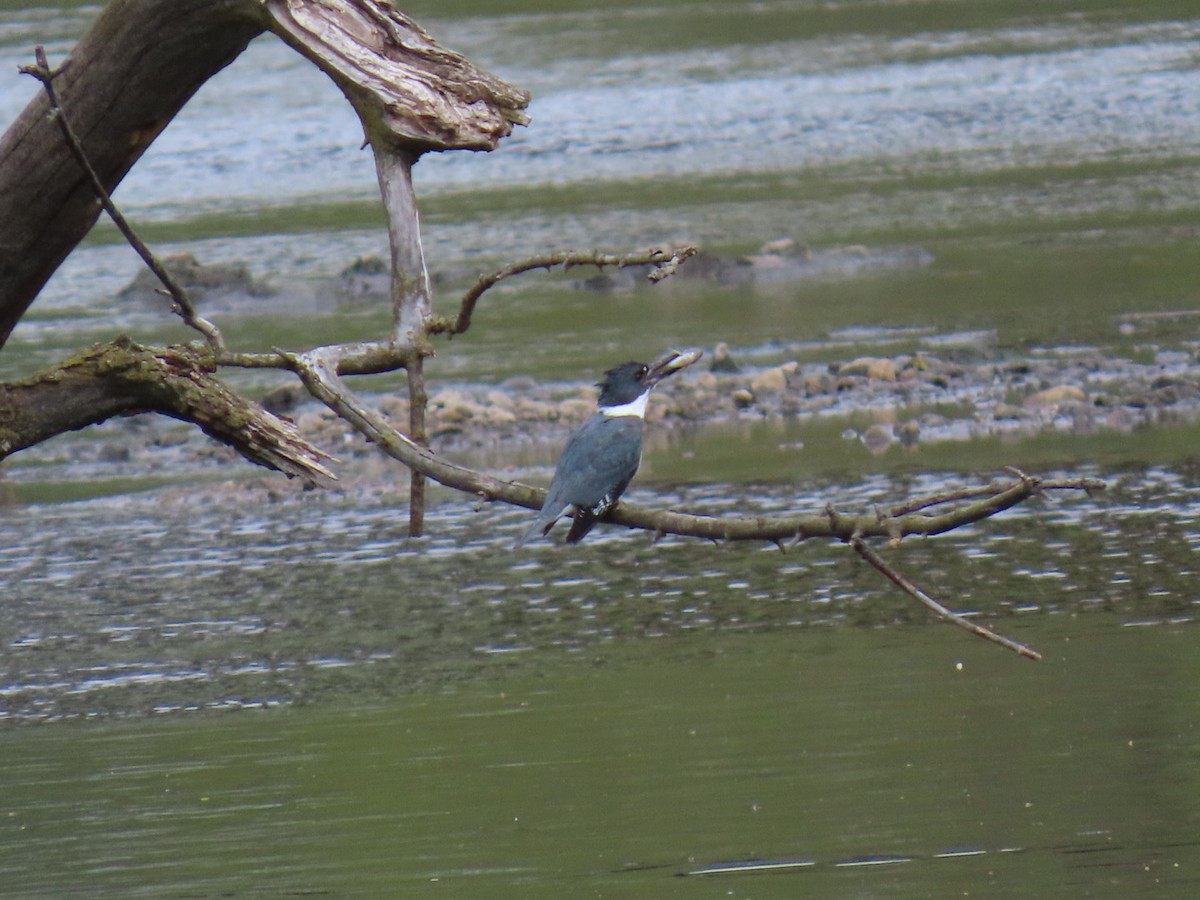 Belted Kingfisher - ML617972989