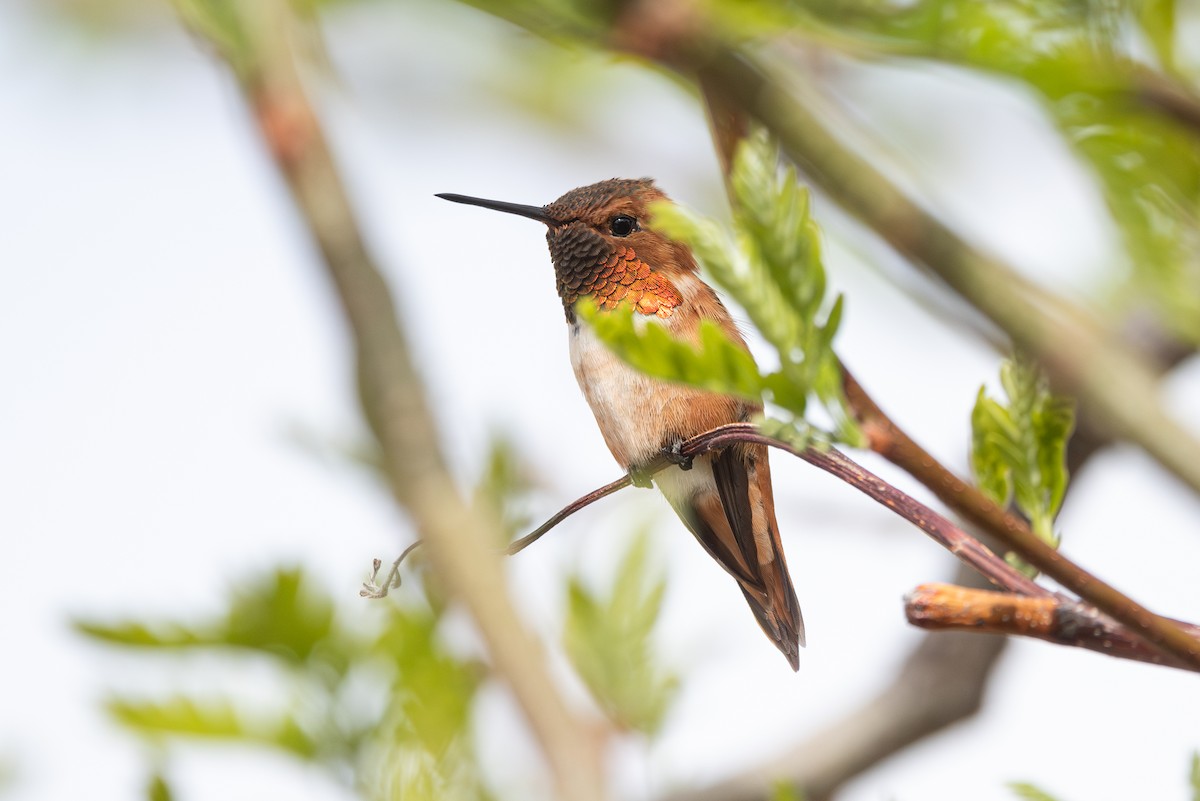 Rufous Hummingbird - ML617972997