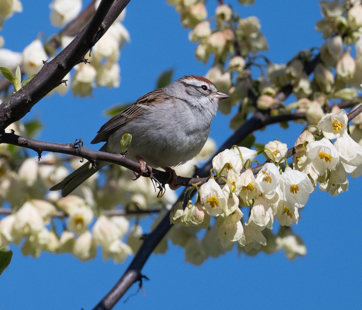 Chipping Sparrow - ML617973004