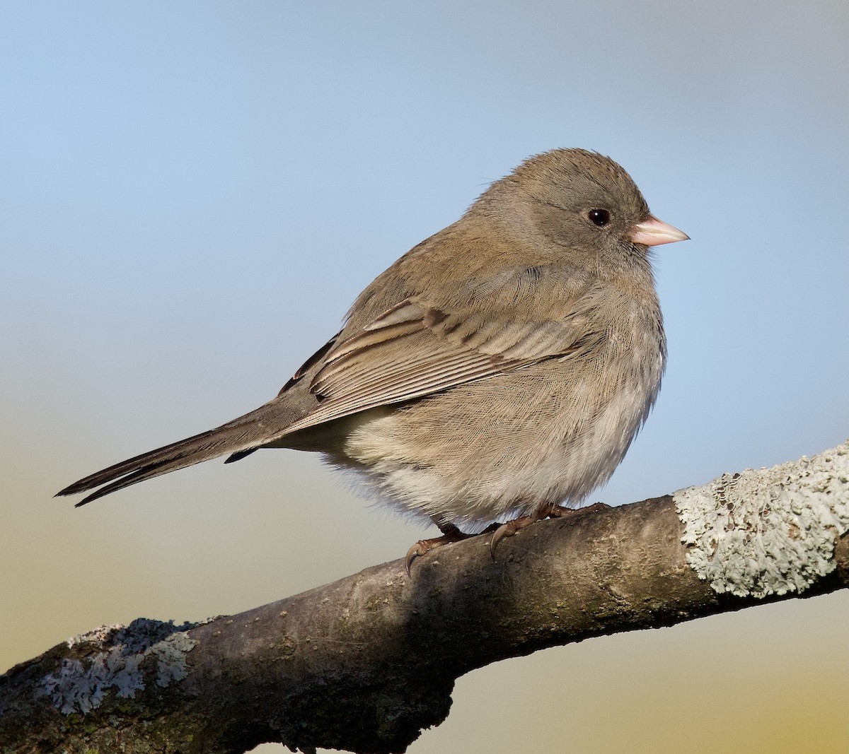 Junco ardoisé - ML617973040