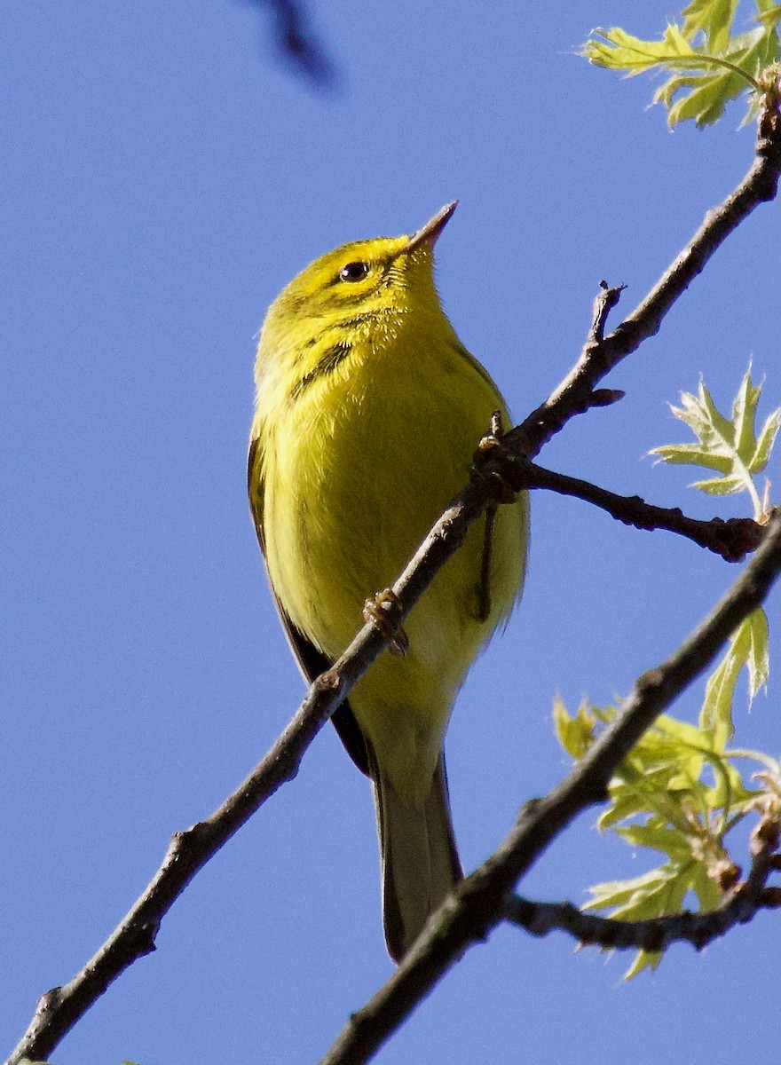 Prairie Warbler - ML617973060