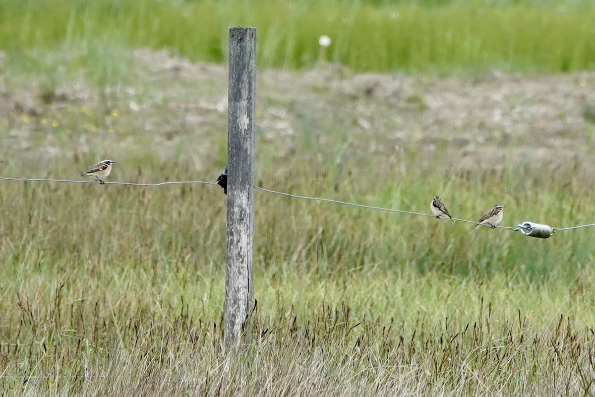 Whinchat - ML617973061