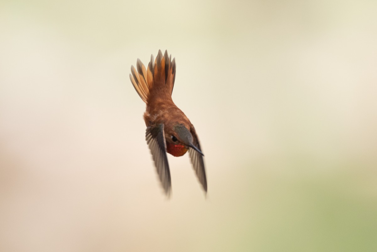 Rufous Hummingbird - ML617973071