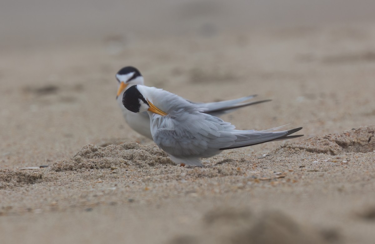 Least Tern - ML617973148