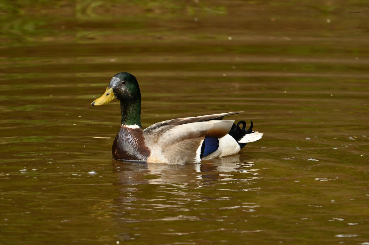 Canard colvert - ML617973167