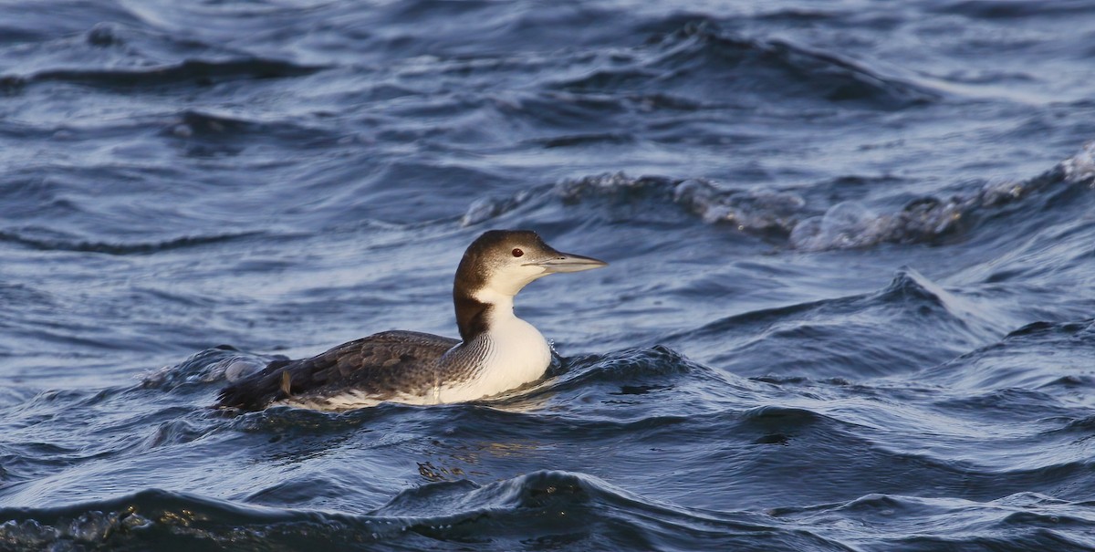 Common Loon - Thomas Smith