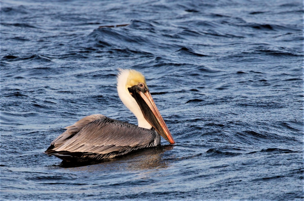 Brown Pelican - Thomas Smith