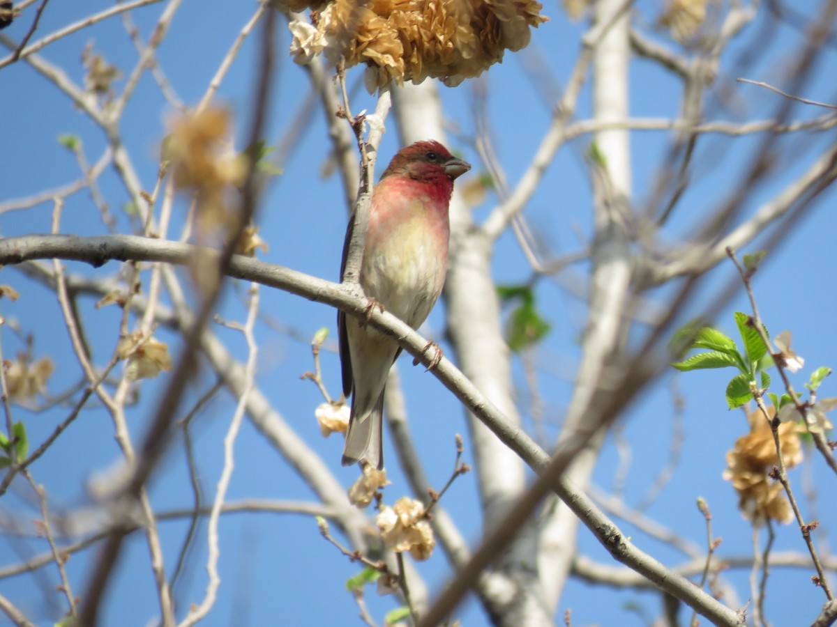 Common Rosefinch - Houman Doroudi