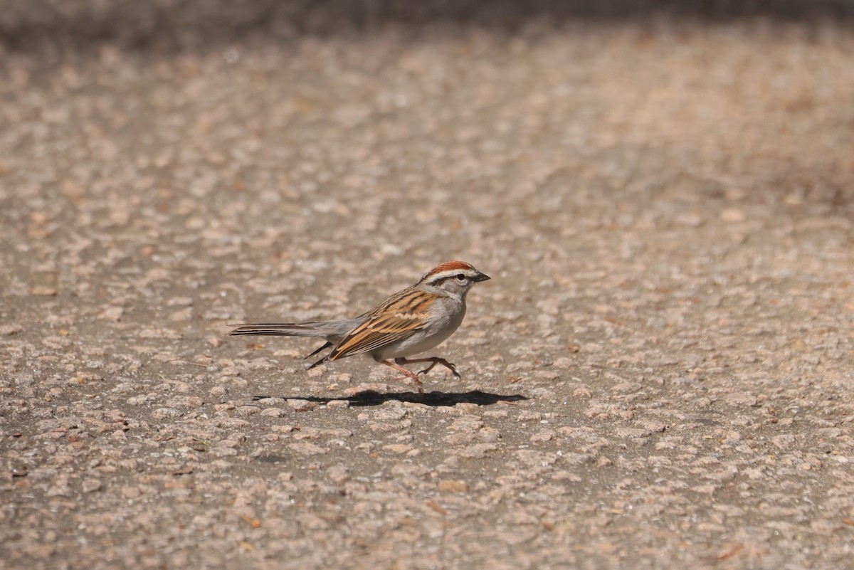 Chipping Sparrow - ML617973206