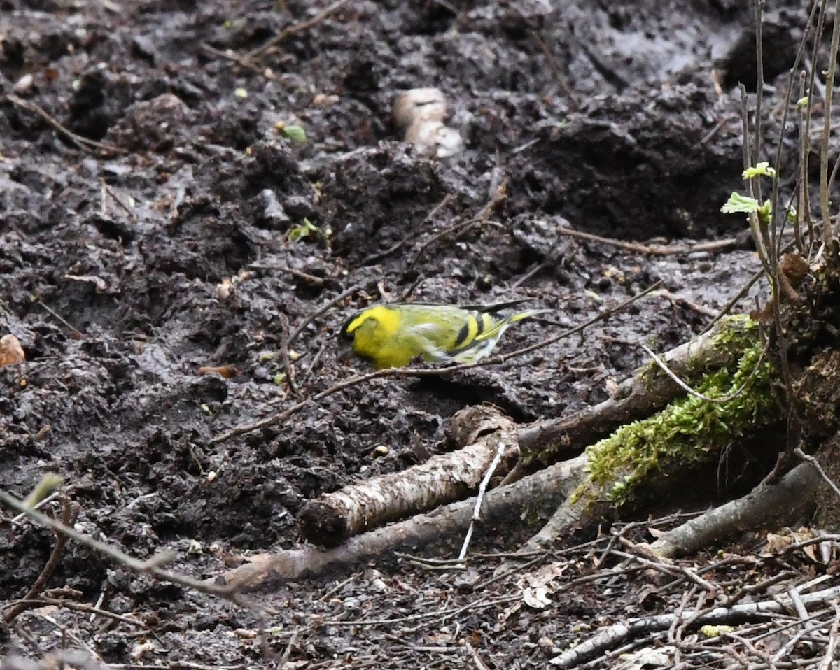 Eurasian Siskin - ML617973228