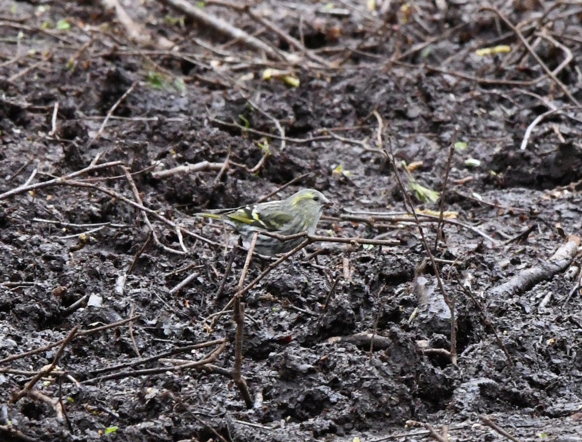 Eurasian Siskin - ML617973229