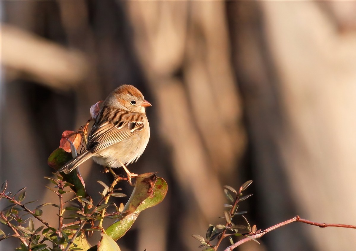 Field Sparrow - Thomas Smith