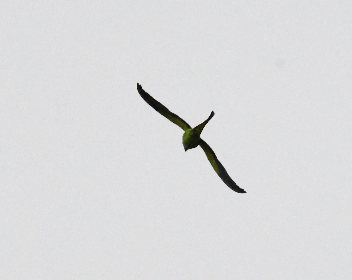 Rose-ringed Parakeet - ML617973232