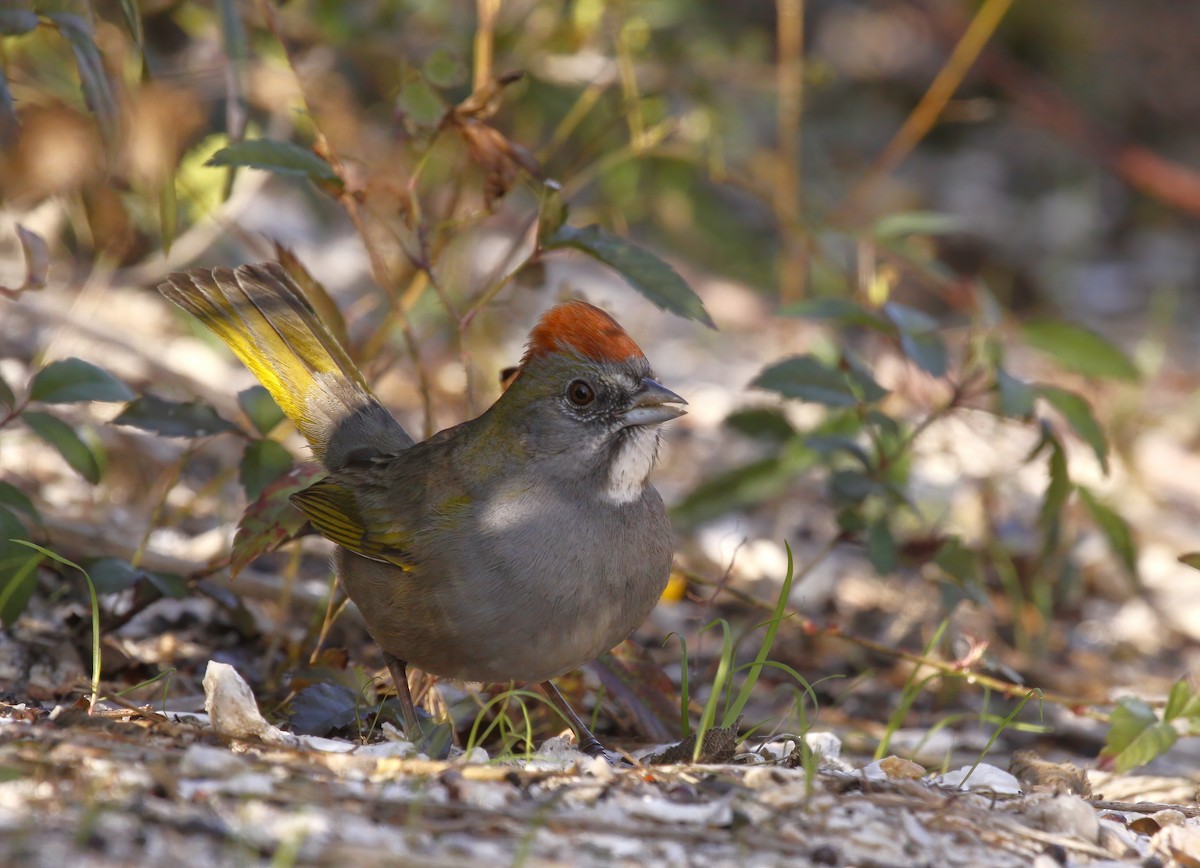 Green-tailed Towhee - Thomas Smith