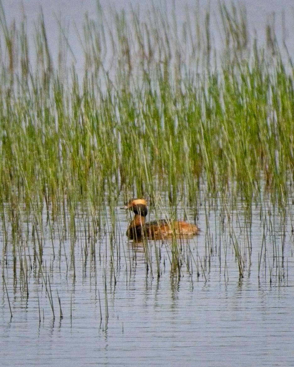 Horned Grebe - ML617973246