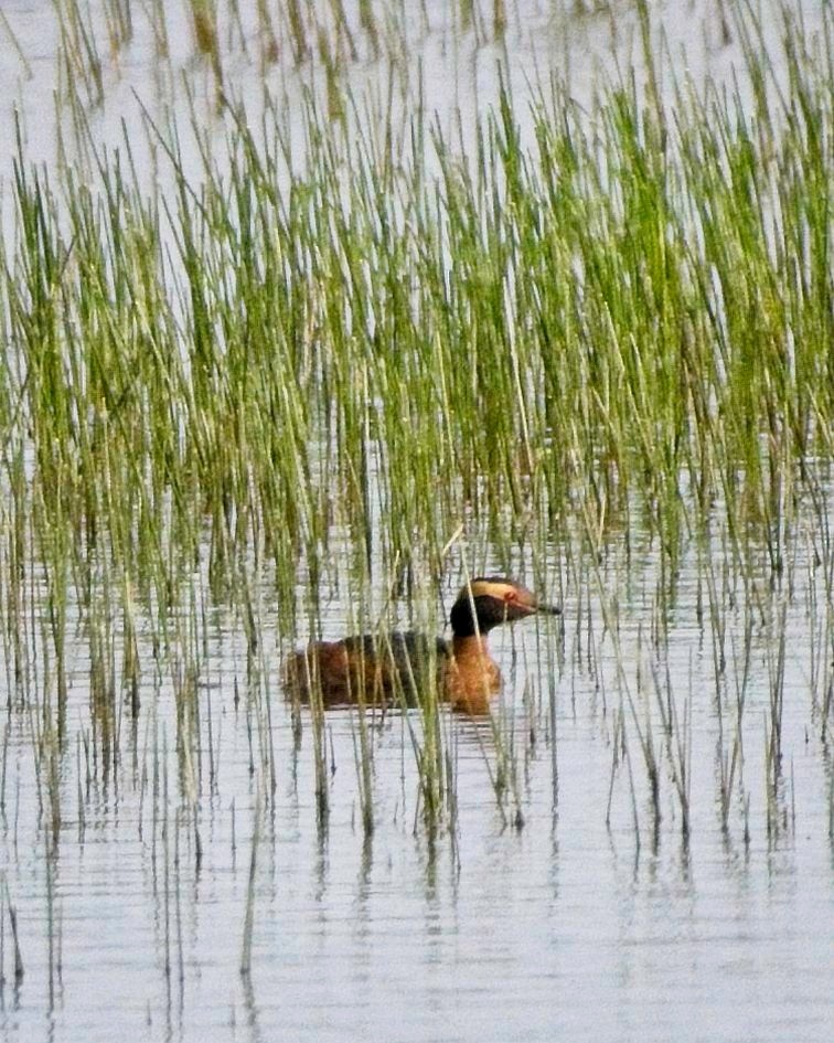 Horned Grebe - ML617973247