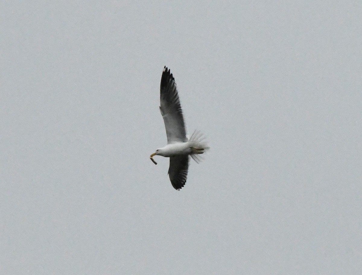 Lesser Black-backed Gull - ML617973249