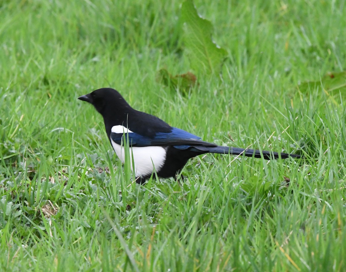 Eurasian Magpie (Eurasian) - ML617973261