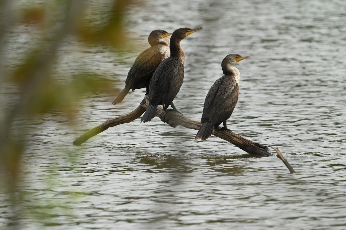 Double-crested Cormorant - ML617973262