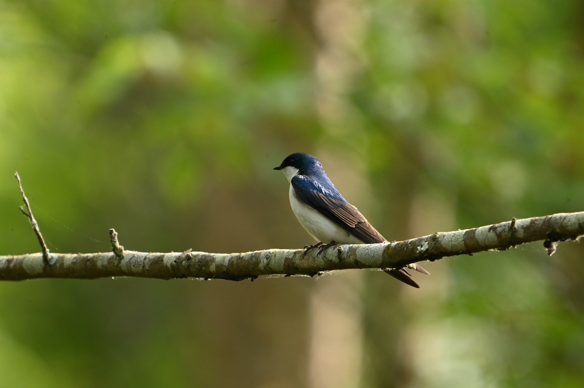 Tree Swallow - ML617973293