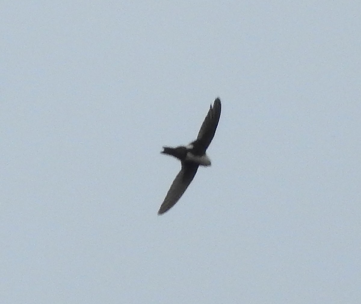 White-throated Swift - ML617973302