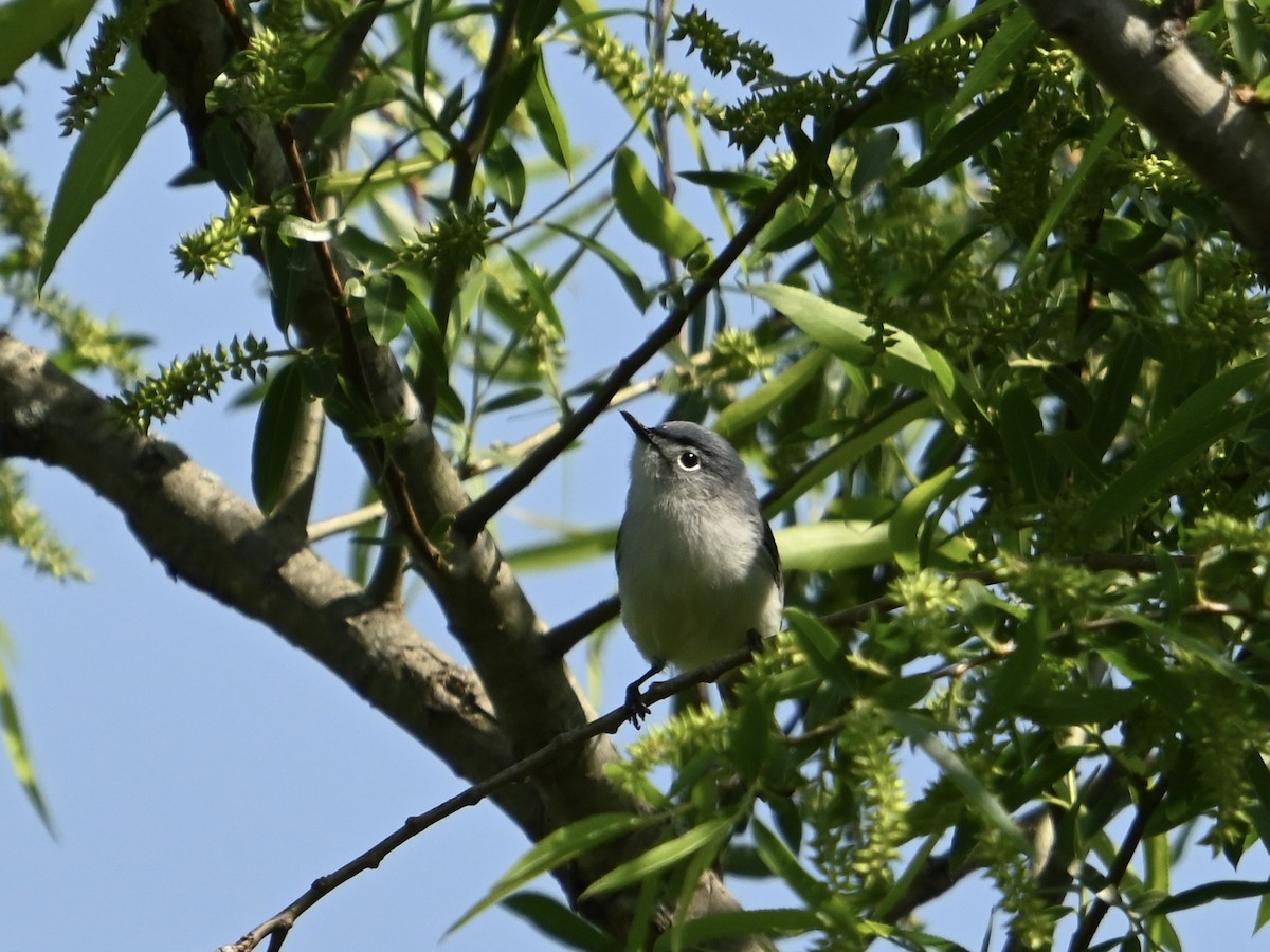 Blue-gray Gnatcatcher - ML617973328
