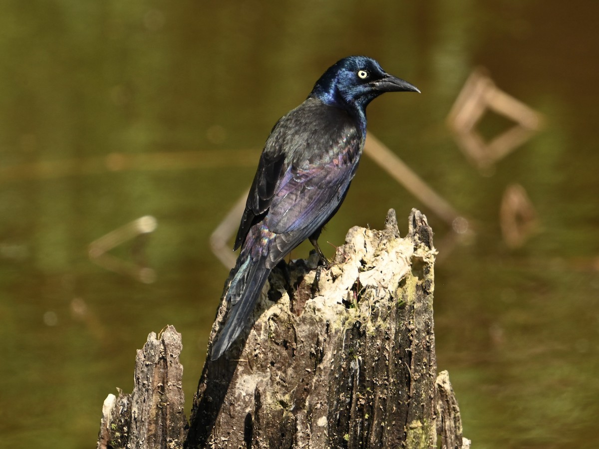 Common Grackle - ML617973368