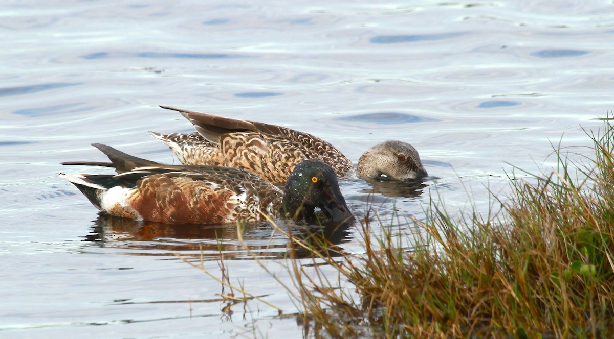 Northern Shoveler - ML617973380