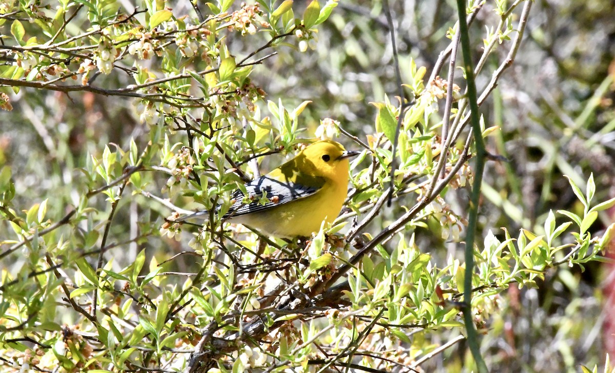 Prothonotary Warbler - ML617973394