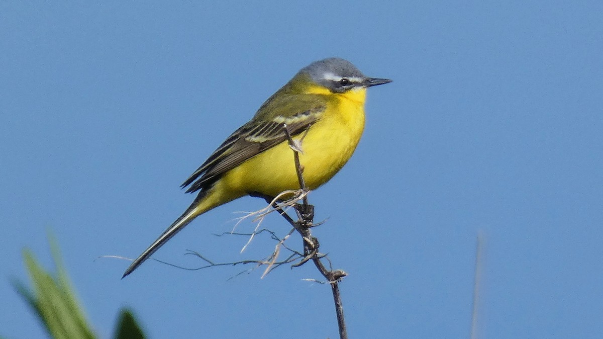 Western Yellow Wagtail - Stephan Kienle