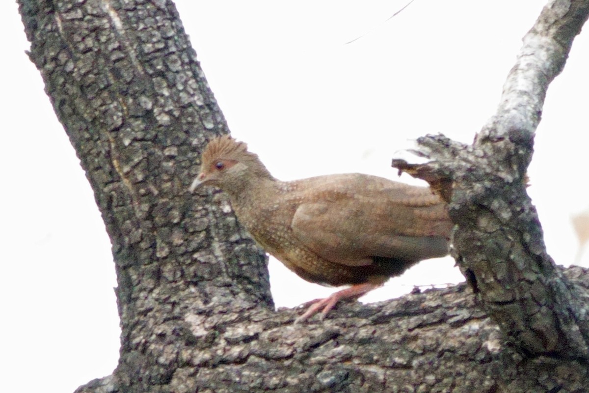 Stone Partridge (Stone) - ML617973440