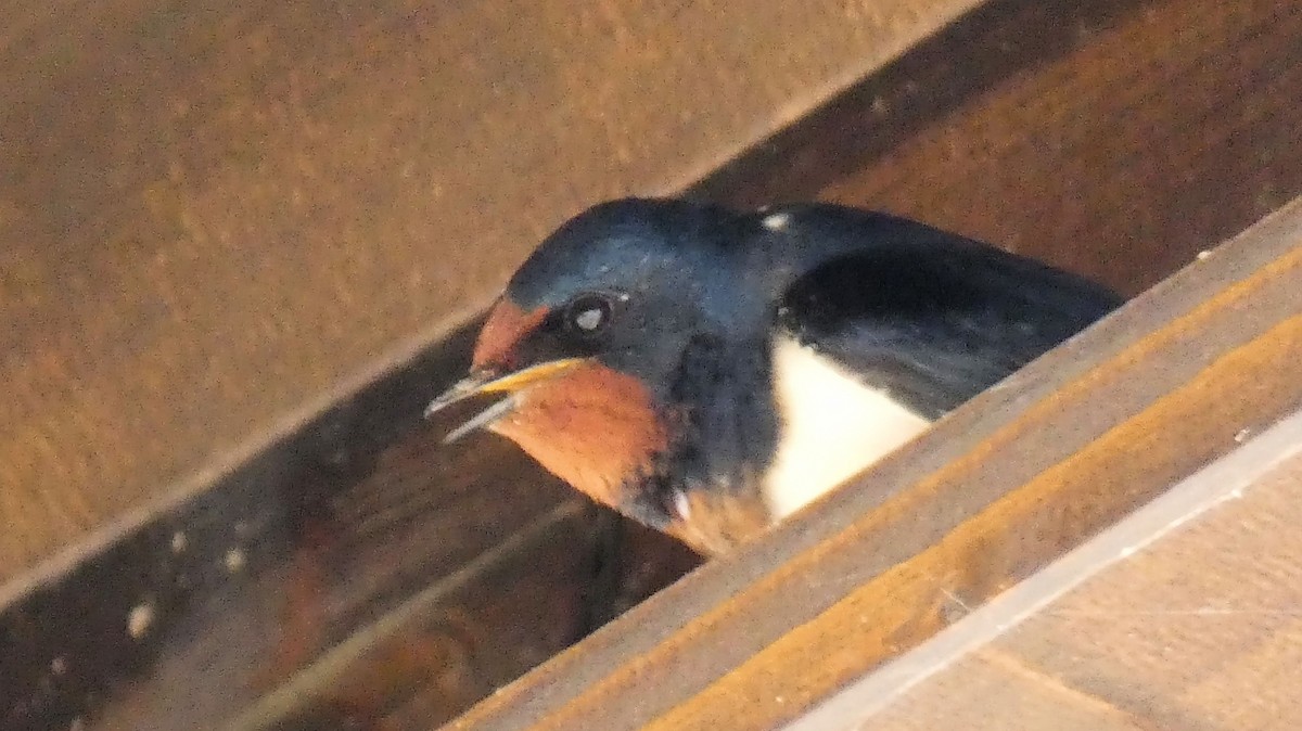 Barn Swallow - Stephan Kienle