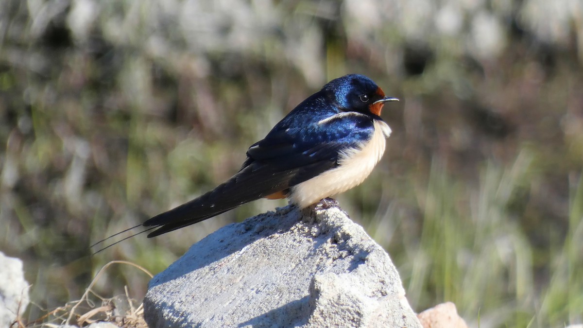 Barn Swallow - Stephan Kienle