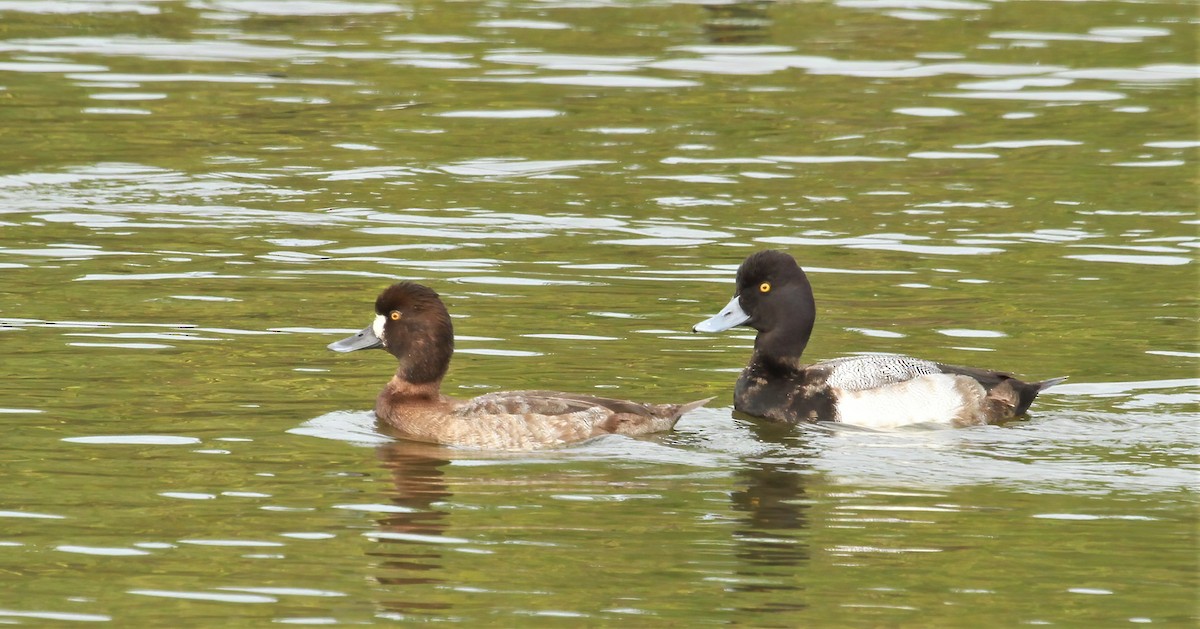 Lesser Scaup - ML617973447