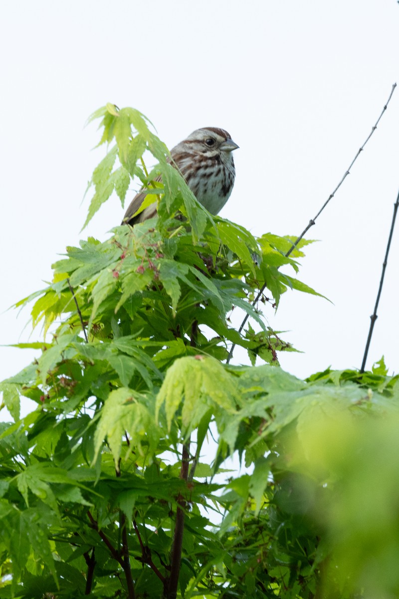 Song Sparrow - ML617973472