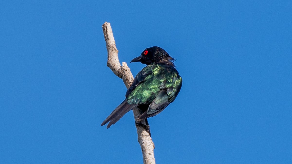 Metallic Starling - ML617973488