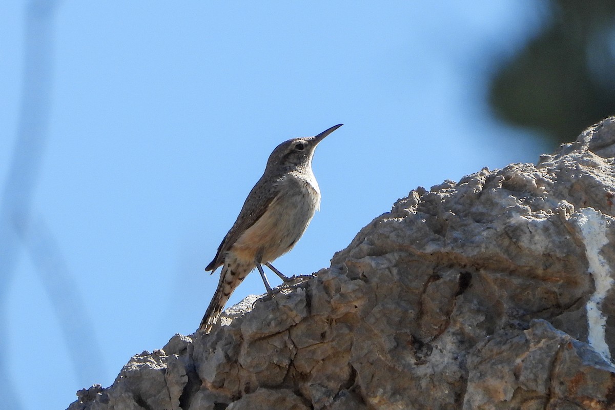 Troglodyte des rochers - ML617973500