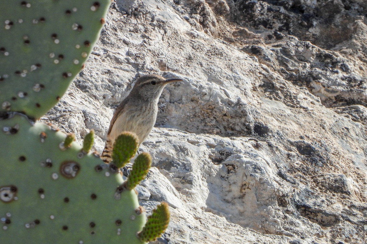 Rock Wren - ML617973502