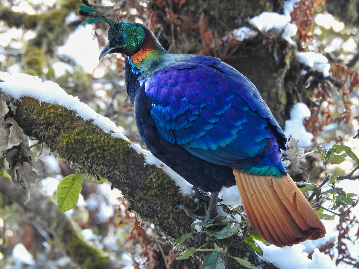 Himalayan Monal - ML617973504