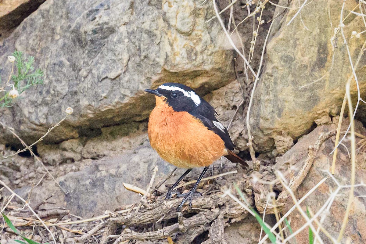 Moussier's Redstart - Mac Aragon