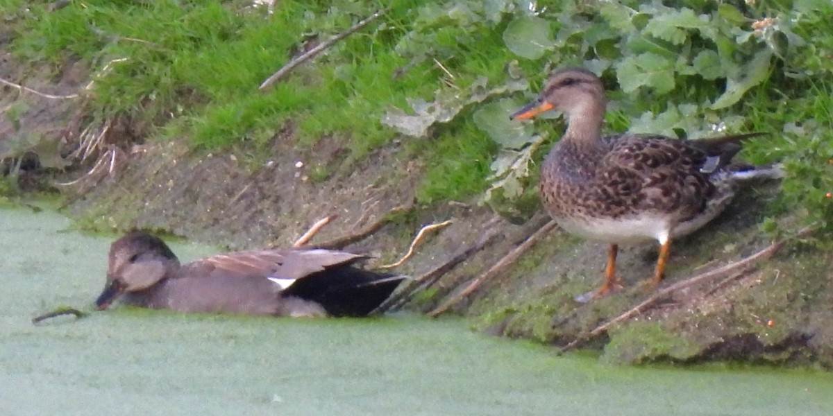 Gadwall - ML617973576