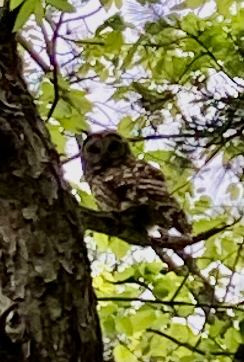 Barred Owl - Thomas Sanders