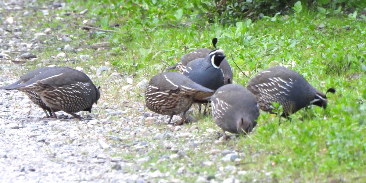 California Quail - ML617973594