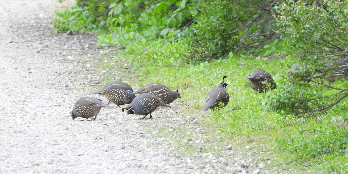 California Quail - ML617973595