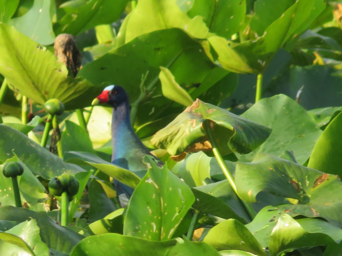 Purple Gallinule - ML617973607