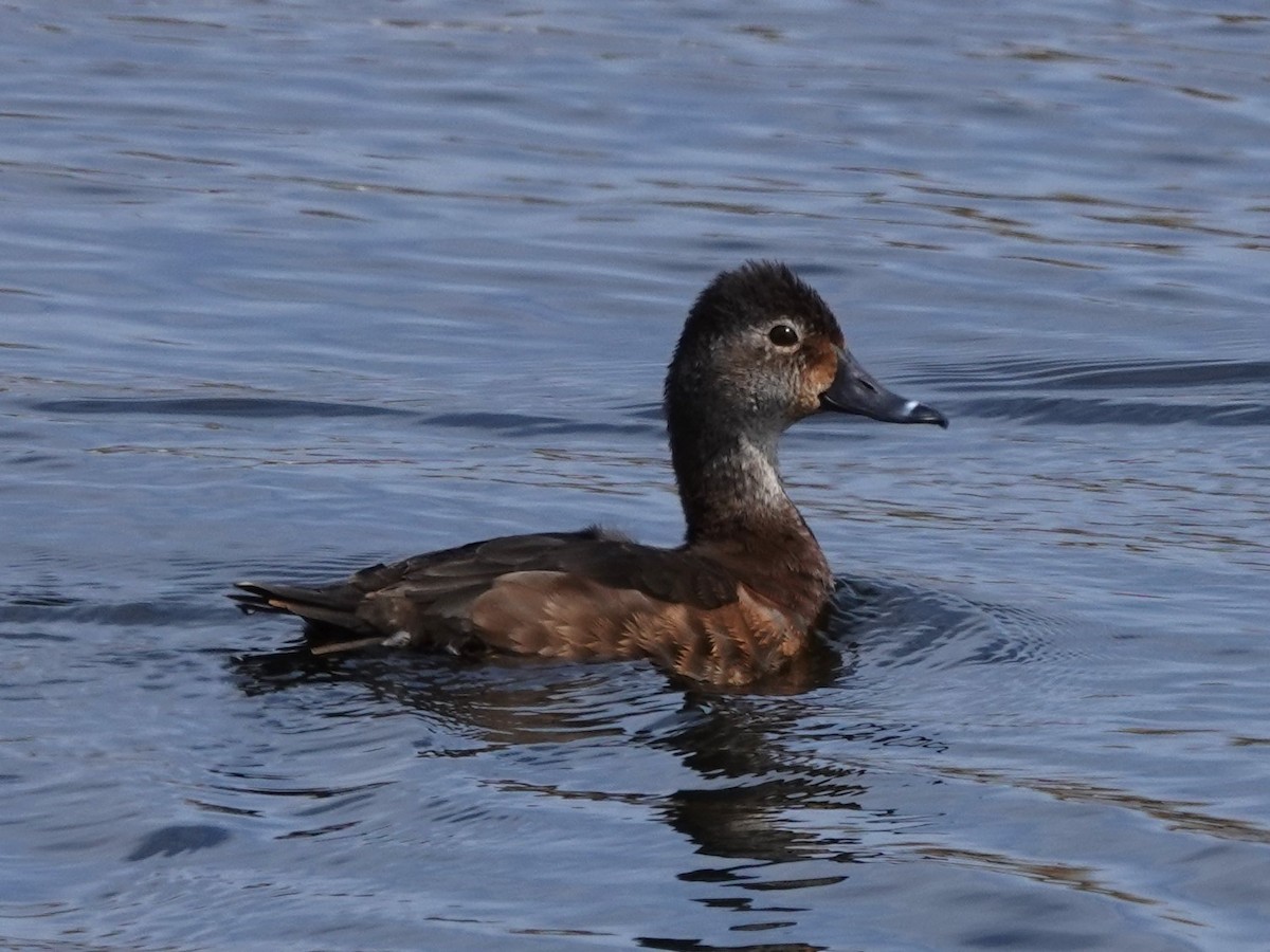 Ring-necked Duck - Bob Saunders