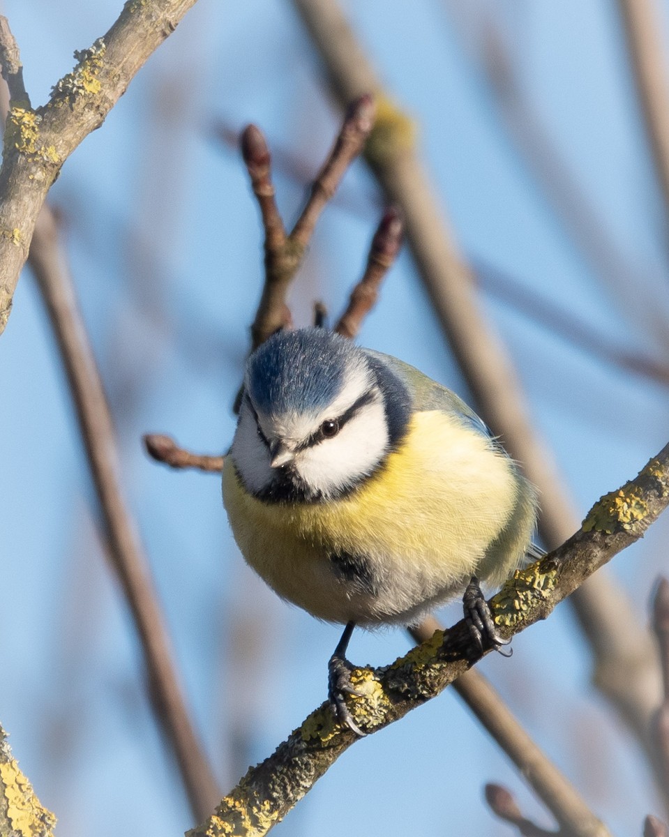 Eurasian Blue Tit - ML617973629